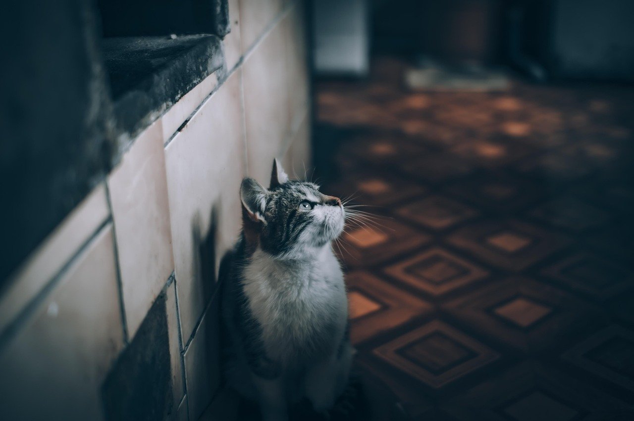 cat, pet, animal, kitten, feline, domestic, home, house, nature, twilight
